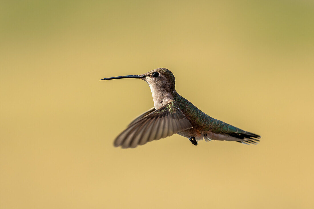 Ein weiblicher Schwarzkinnkolibri, Archilochus alexandri, schwebt im Flug