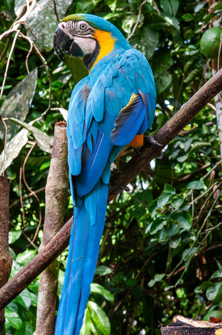 Blue and yellow macaw (Ara ararauna) portrait.