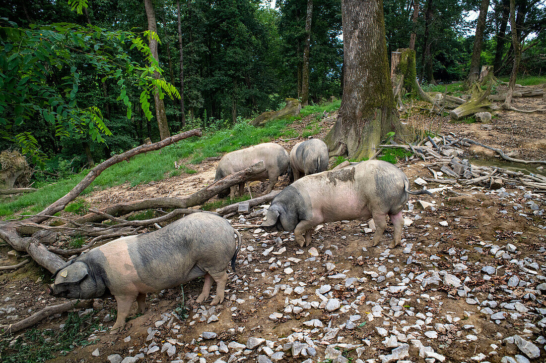 France, Pyrenees Atlantiques, Basque Country, Aldudes valley, Uronako Borda breeding of Basque black pigs for the production of Kintoa AOC ham, joung sow