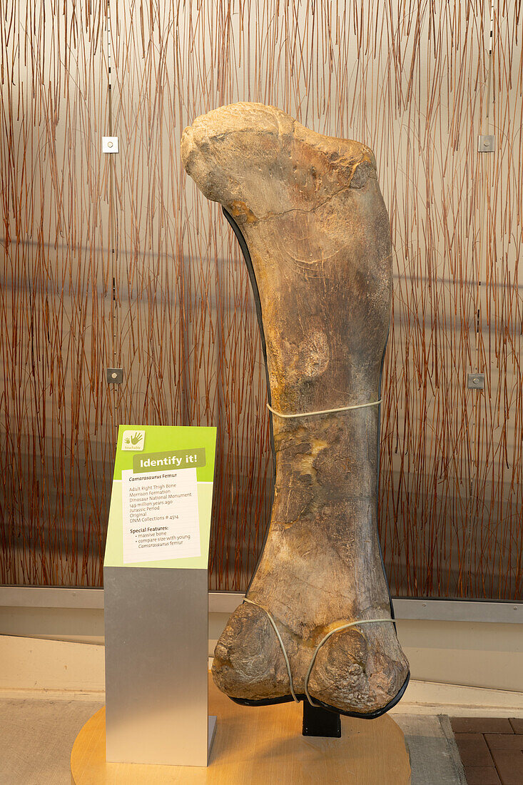 Ein versteinerter Oberschenkelknochen eines Camarasaurus-Dinosauriers in der Quarry Exhibit Hall des Dinosaur National Monument in Utah