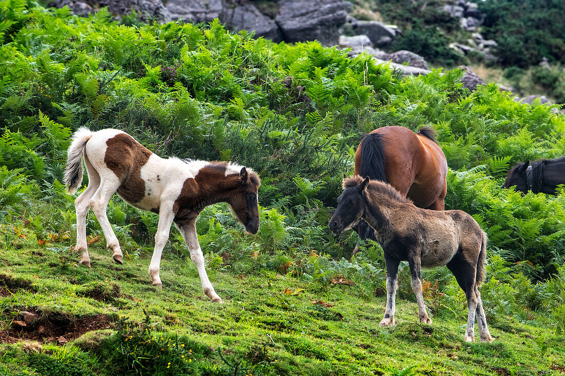 Pottok-Pferde grasen im Juli auf den Wiesen an den Hängen der Rhune (französisches Baskenland). Pottok oder Pottoka - gefährdet halbwilde Ponys in den baskischen Pyrenäen, Frankreich, in der Nähe des Col d'Ibardin und Le Lac de Xoldokogaina ou d'Ibardin