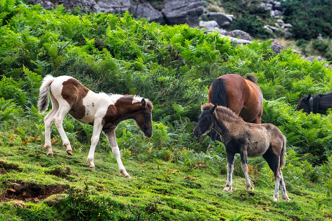 Pottok horses graze the July grass on the sides of the Rhune (French Basque Country). Pottok or Pottoka - endangers semi-feral ponies in the Basque Pyrenees, France, near the Col d'Ibardin and Le Lac de Xoldokogaina ou d'Ibardin