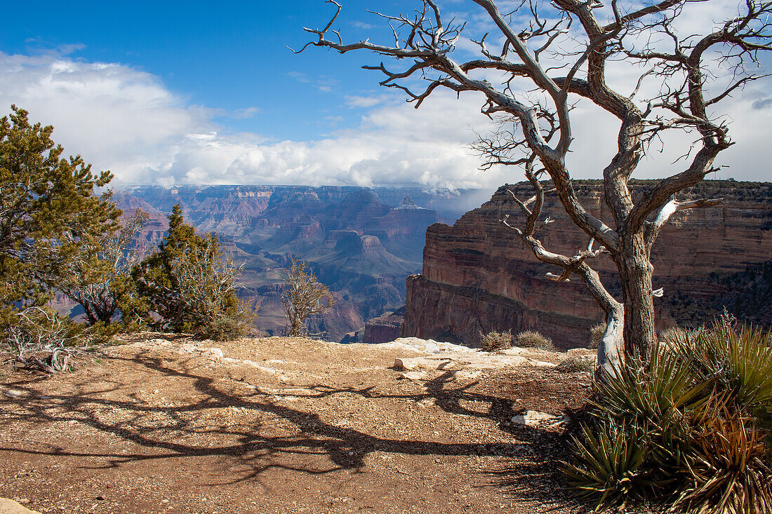 Eine abgestorbene Pinyon-Kiefer am Rande des Canyons im Grand Canyon National Park, Arizona