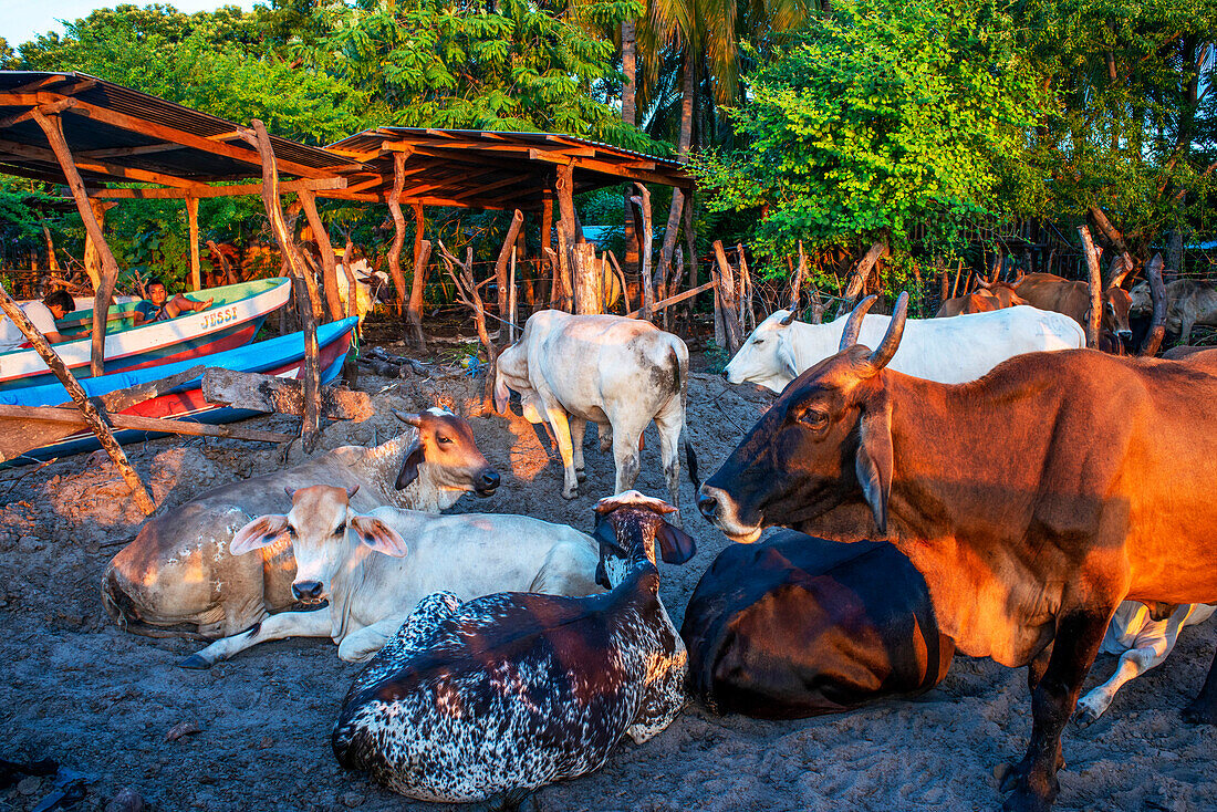Cows on the beach in the Isla La Pirraya island, Usulutánin Jiquilisco Bay in Gulf of Fonseca Pacific Ocean El Salvador Central America.