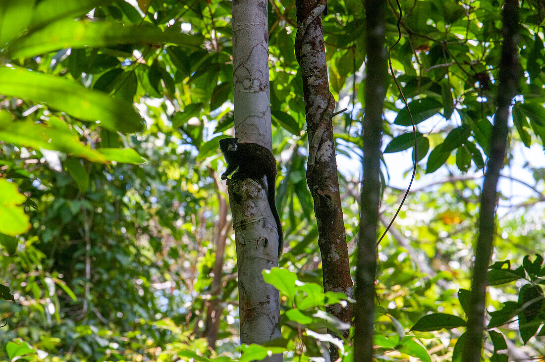 Ein kommunaler Wollaffe (Oreonax flavicauda) in einem der Primärwälder des Amazonas-Regenwaldes, in der Nähe von Iquitos, Amazonien, Loreto, Peru. Der Gelbschwanzmeerkatze ist eine in Peru endemische Affenart der Neuen Welt. Er ist eine seltene Primatenart, die nur in den peruanischen Anden in den Departements Amazonas und San Martin vorkommt.
