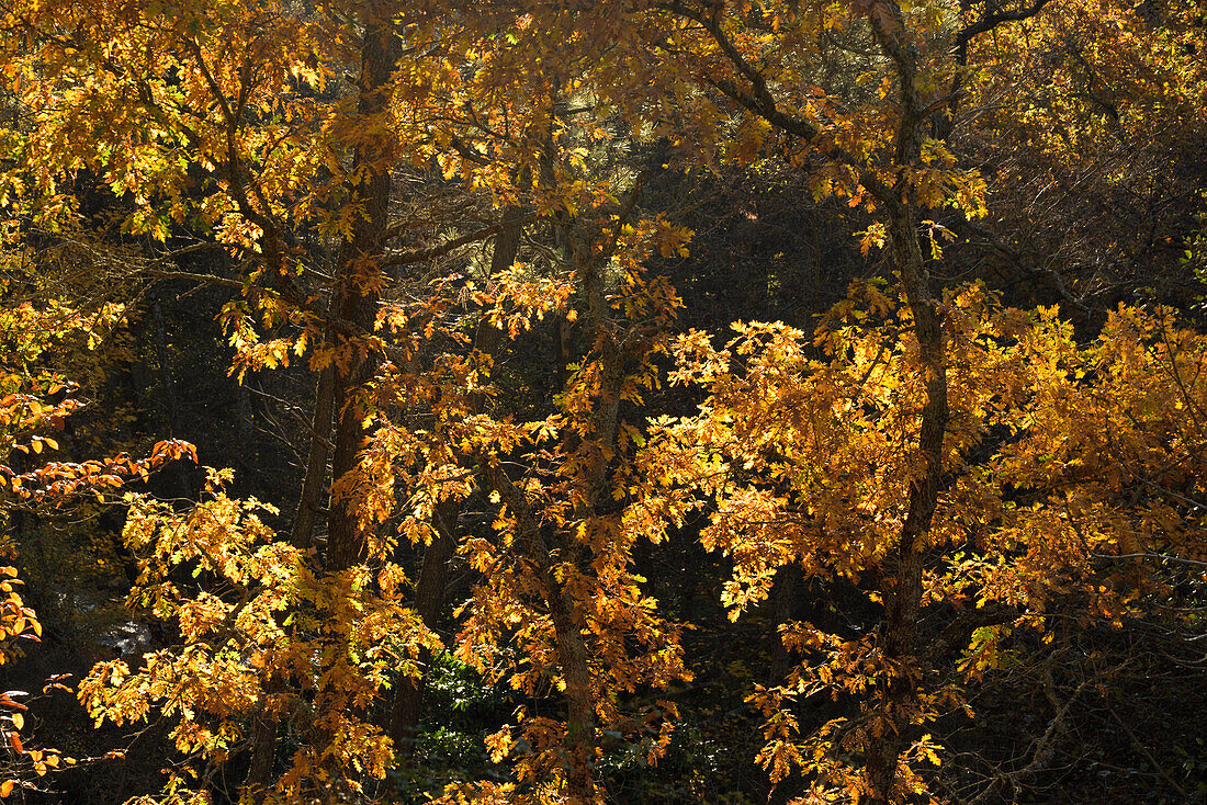 Autumn leaves in Las Navas del Marqués, Ávila.