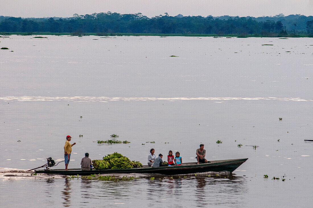 Boats carrying bananas in the Amazon River, Iquitos, Loreto, Peru, South America.