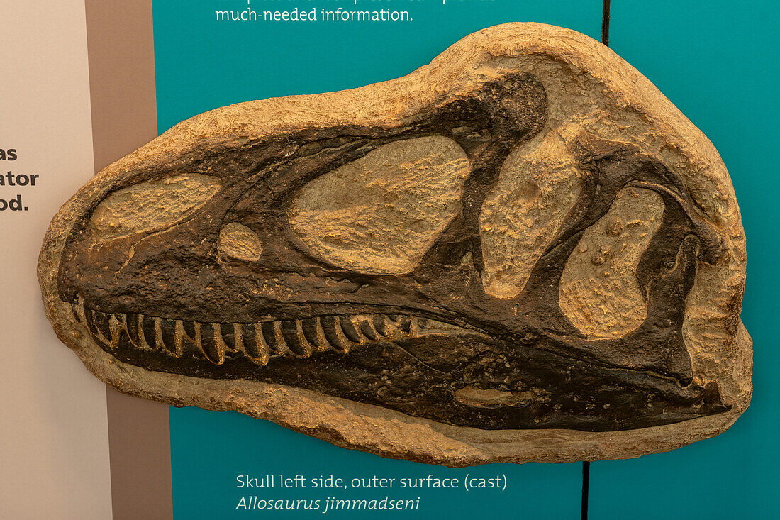 Cast of a fossilized skull of an Allosaurus jimmadseni in the Quarry Exhibit Hall of Dinosaur National Monument in Utah.