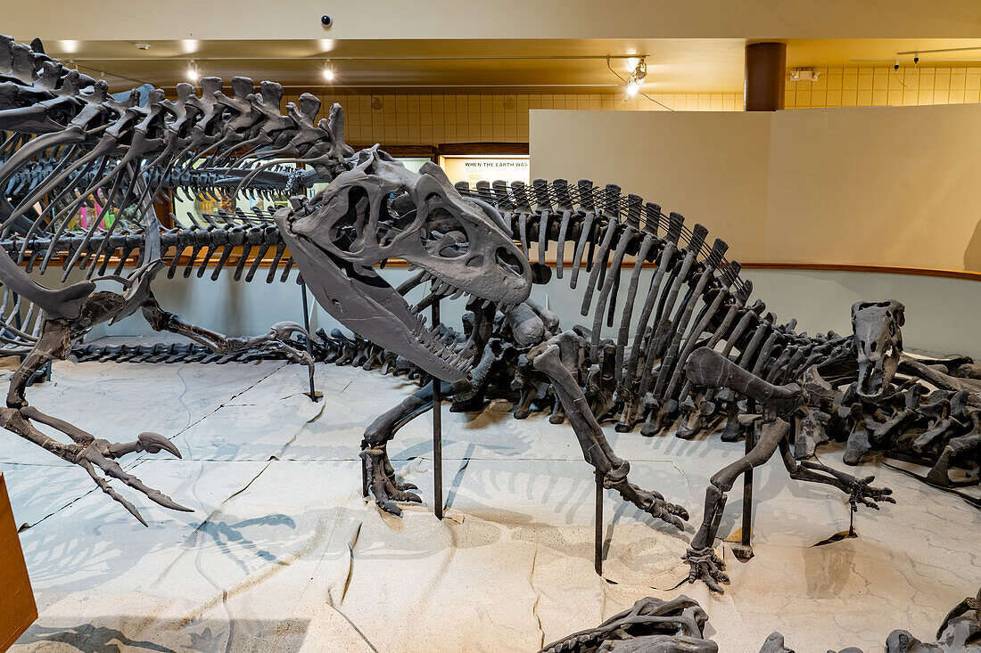 Skelettabguss eines Allosaurus, links, der einen Camptosaurus jagt, im USU Eastern Prehistoric Museum in Price, Utah