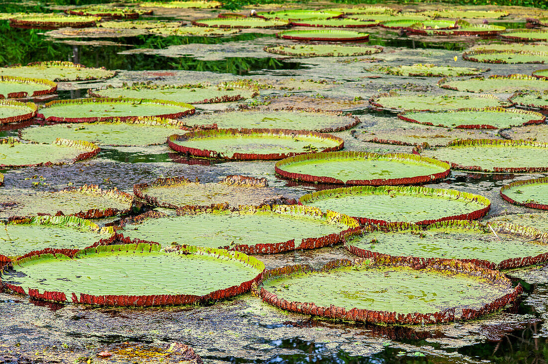 Victoria amazonica is a species of flowering plant, the largest of the Nymphaeaceae family of water lilies near Iquitos, Loreto, Peru. Navigating one of the tributaries of the Amazon to Iquitos about 40 kilometers near the town of Indiana.
