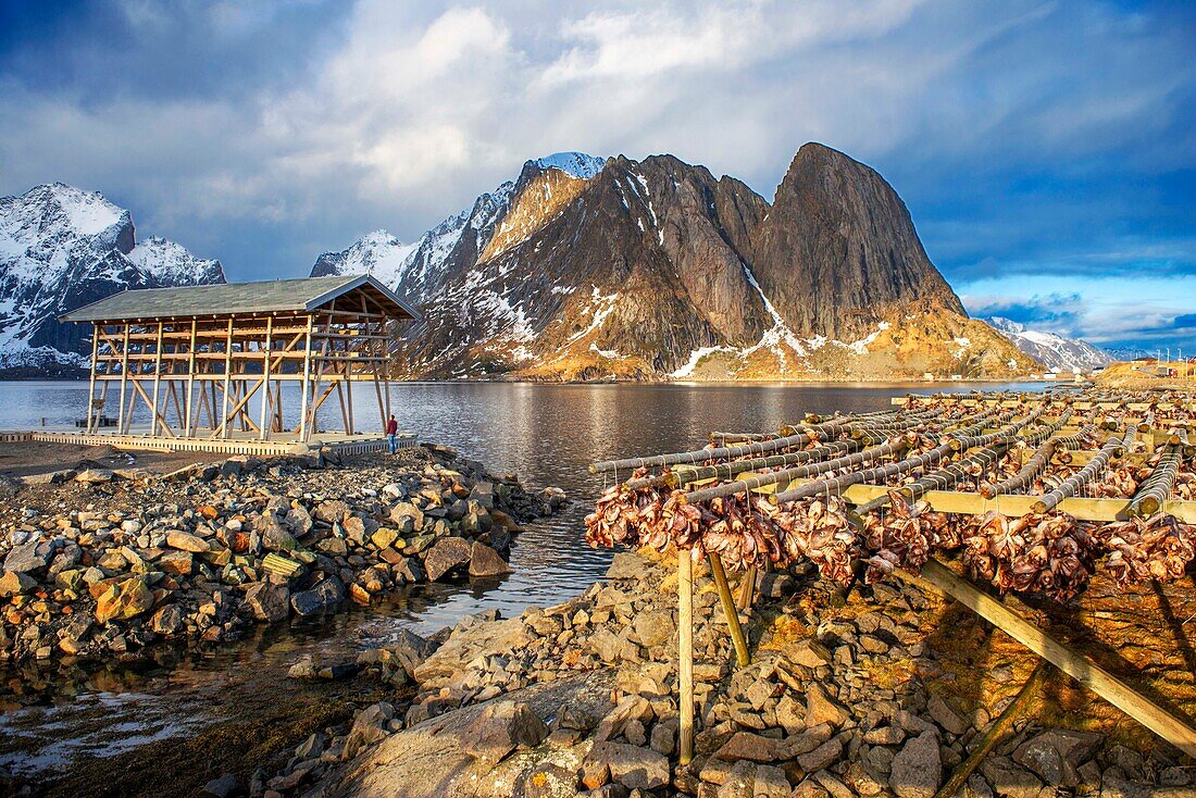 Cod hanging to dry on wooden racks in front of the mountain Olstinden, Moskenes, Lofoten, Norway.