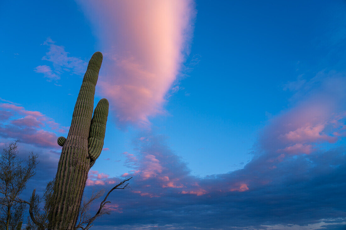 Ein Saguaro-Kaktus und pastellfarbene Wolken bei Sonnenuntergang in der Sonoran-Wüste bei Quartzsite, Arizona