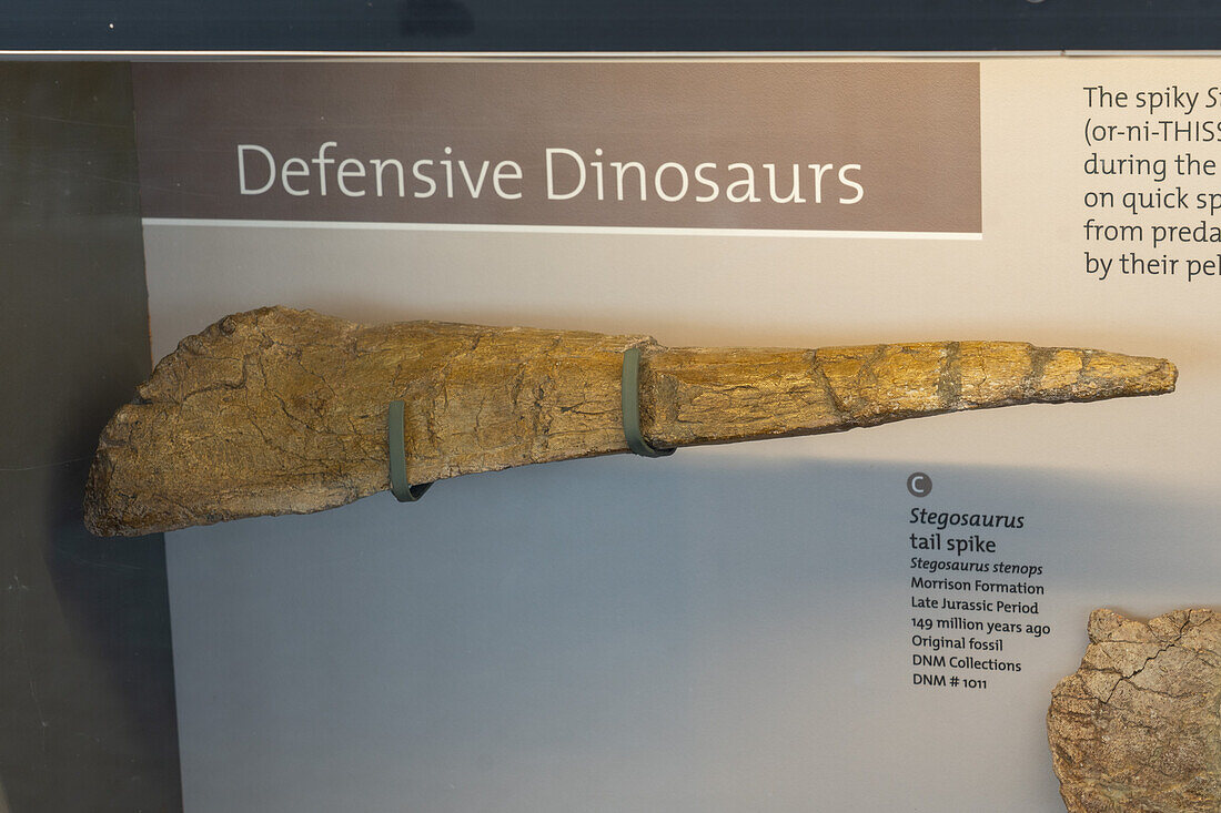Schwanzspitze eines Stegosaurus stenops in der Quarry Exhibit Hall des Dinosaur National Monument, Utah