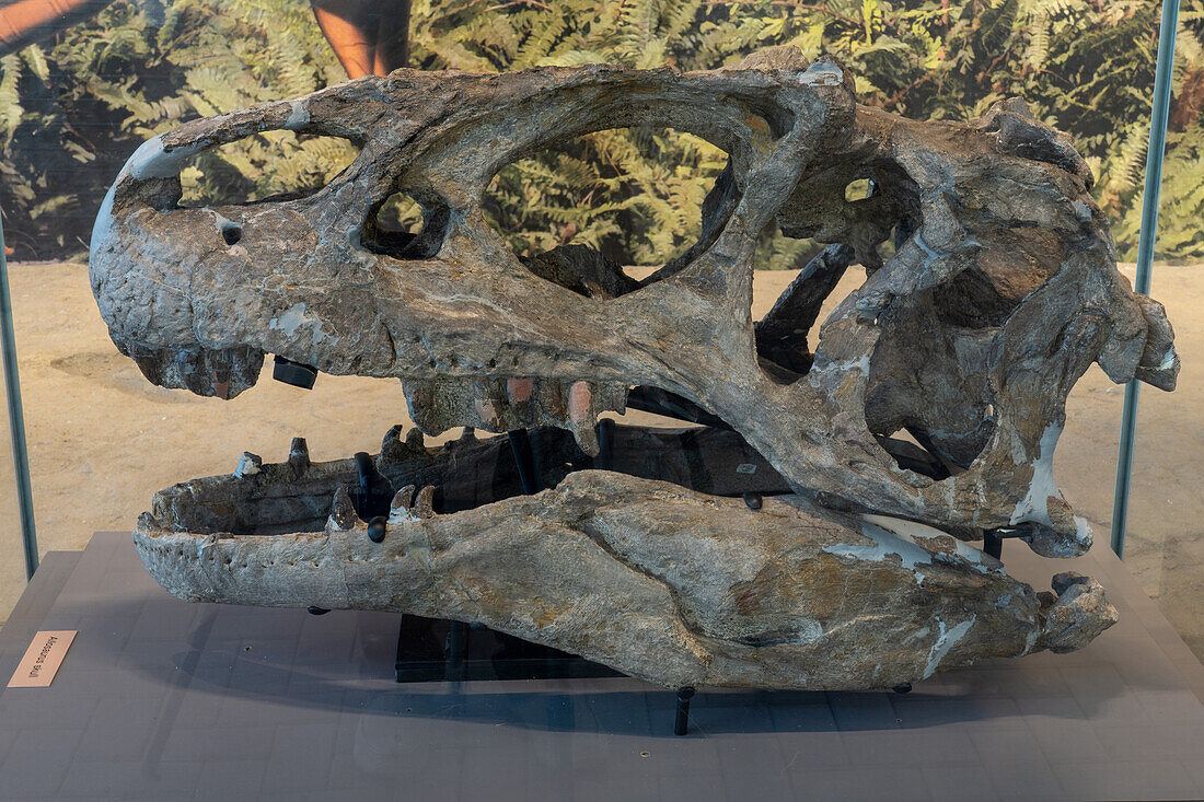 Ein echter Schädel eines Allosaurus fragilis in der Quarry Exhibit Hall im Dinosaur National Monument in Utah