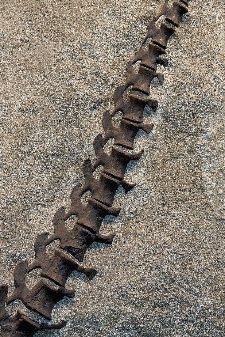 Versteinerte Schwanzknochen eines jungen Camarasaurus in der Quarry Exhibit Hall des Dinosaur National Monument in Utah. Dies ist das vollständigste Sauropoden-Skelett, das je gefunden wurde.