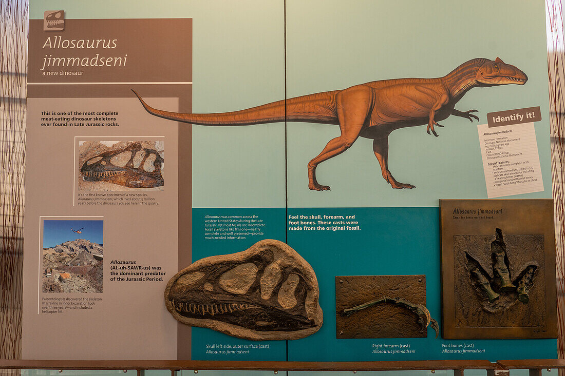 Ausstellung eines Allosaurus jimmadseni in der Quarry Exhibit Hall des Dinosaur National Monument in Utah