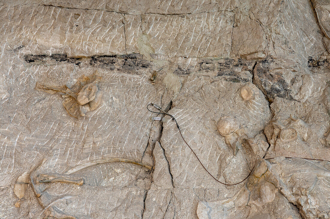 Teilweise ausgegrabene Dinosaurierknochen an der Wall of Bones in der Quarry Exhibit Hall, Dinosaur National Monument, Utah