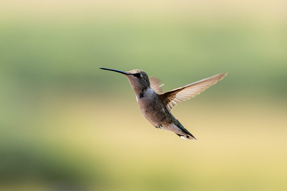An immature male Black-chinned Hummingbird, Archilochus alexandri, hovering in flight.