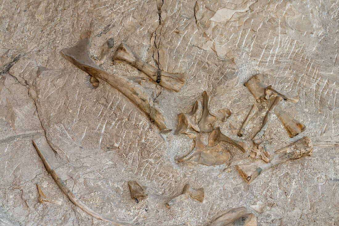 Partially-excavated sauropod dinosaur bones on the Wall of Bones in the Quarry Exhibit Hall, Dinosaur National Monument, Utah.