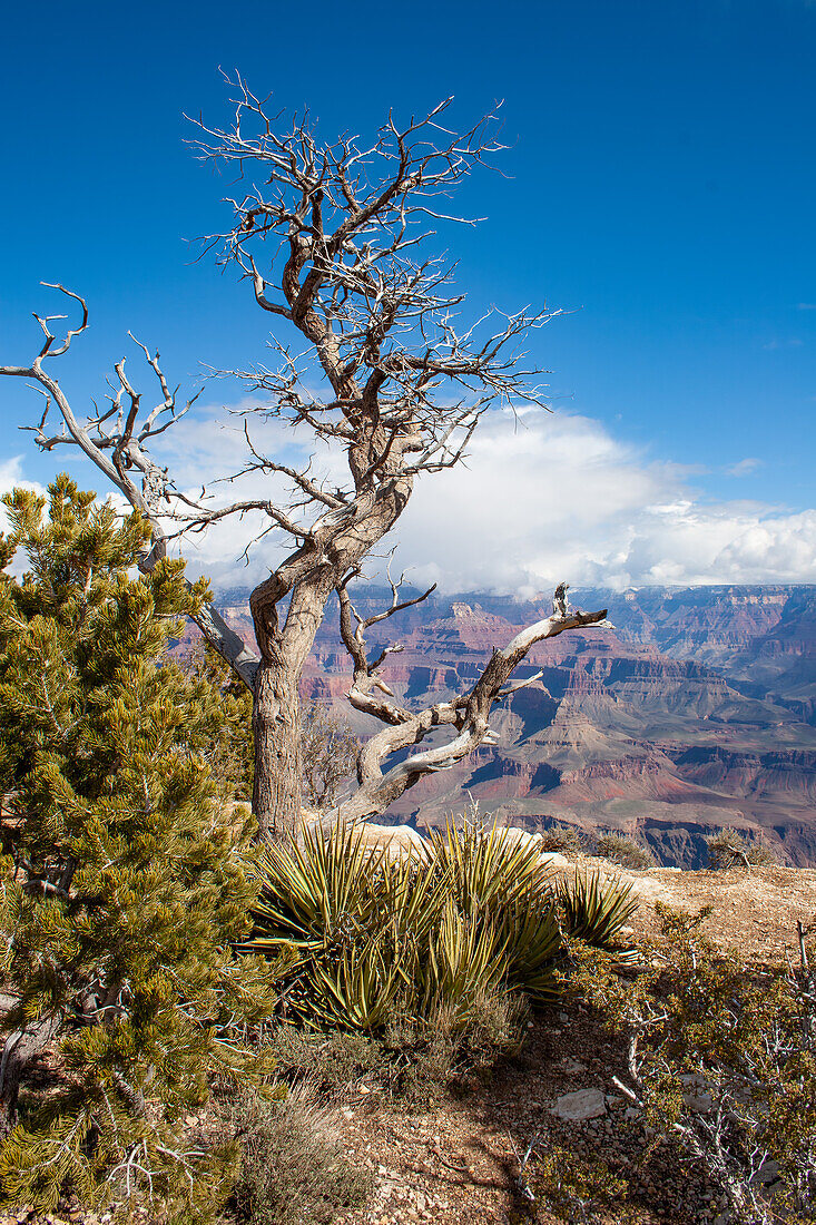 Eine abgestorbene Pinyon-Kiefer am Rande des Canyons im Grand Canyon National Park, Arizona