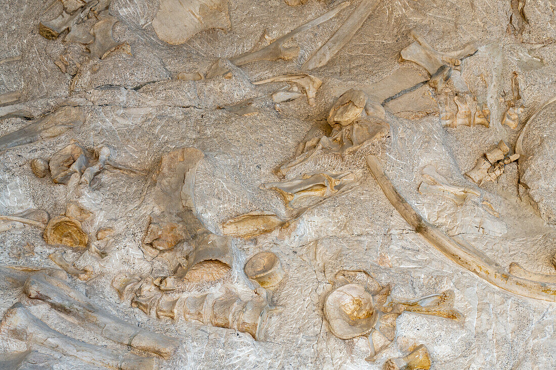 Teilweise ausgegrabene Sauropodenknochen an der Wall of Bones in der Quarry Exhibit Hall, Dinosaur National Monument, Utah