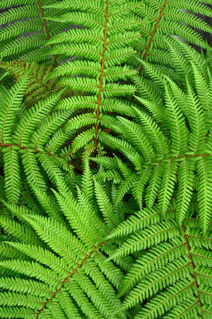 Tree fern, South Island, New Zealand.