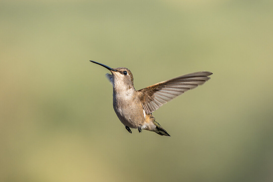 A female Black-chinned Hummingbird, Archilochus alexandri, hovering in flight.