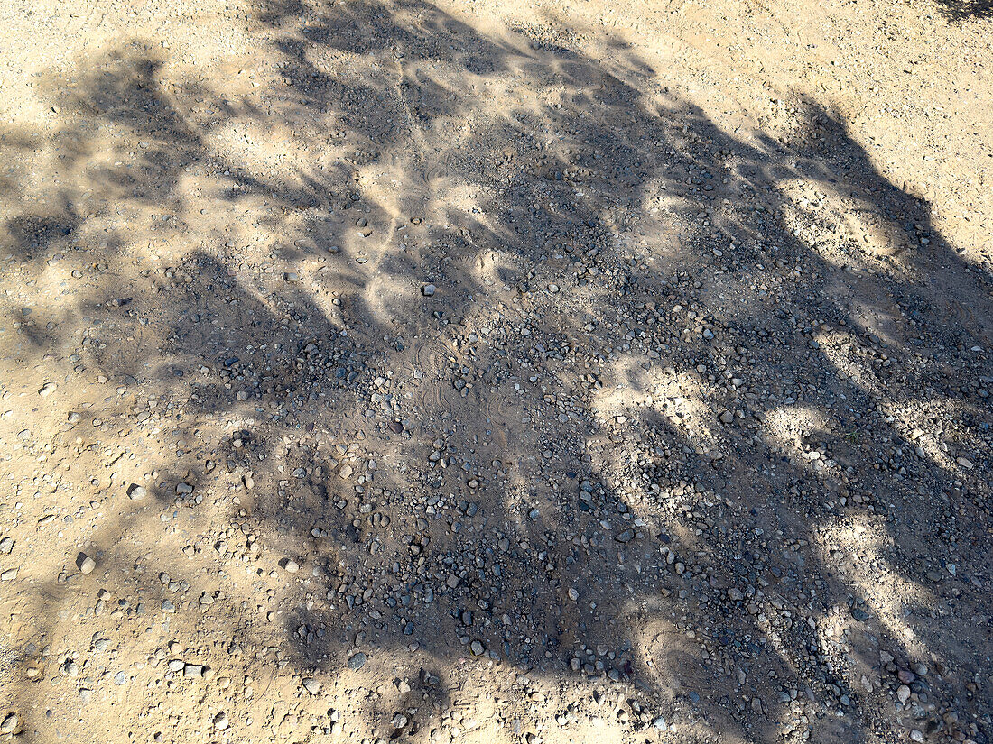 Crescent-shaped shadows on the ground of a tree during a solar annular eclipse in Utah.