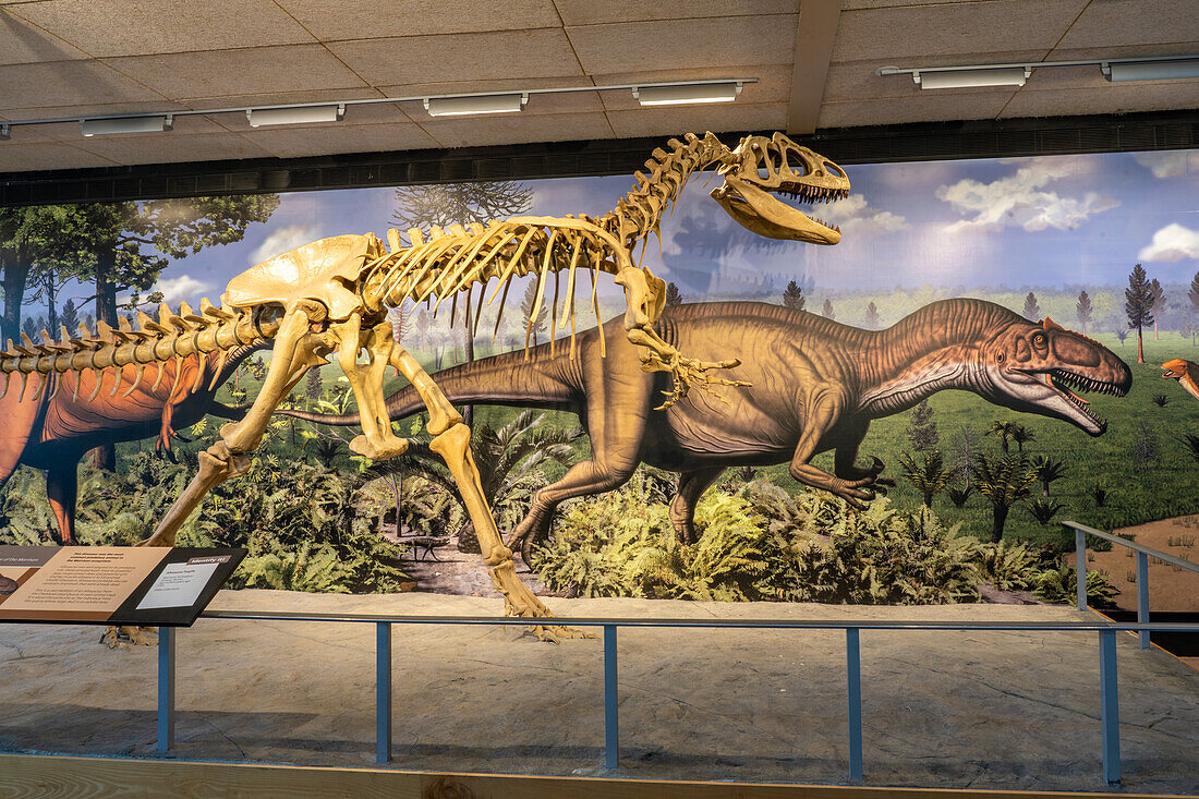 A skeleton cast of an Allosaurus fragilis in the Quarry Exhibit Hall at Dinosaur National Monument in Utah.