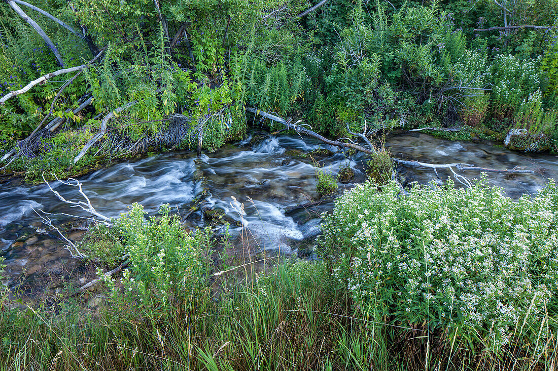 Blühende Wildblumen bei Cascade Springs auf dem Berg Timpanogos im Uinta National Forest in Utah