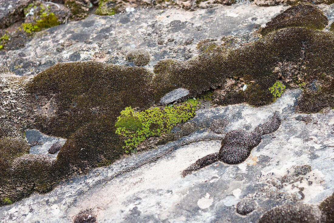 Desert moss on sandstone near Moab, Utah.