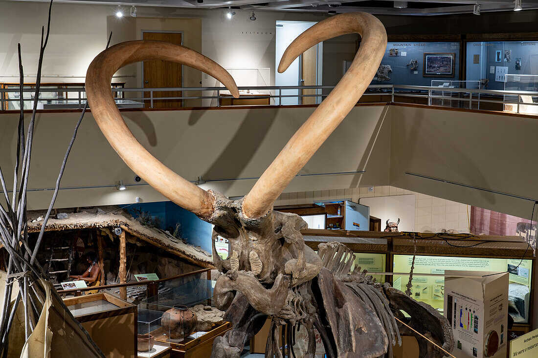 Detail der Stoßzähne und des Schädels eines kolumbianischen Mammuts, Mammuthus columbi, im USU Eastern Prehistoric Museumin Price, Utah. Bekannt als das Huntington-Mammut, wo es 1988 entdeckt wurde.