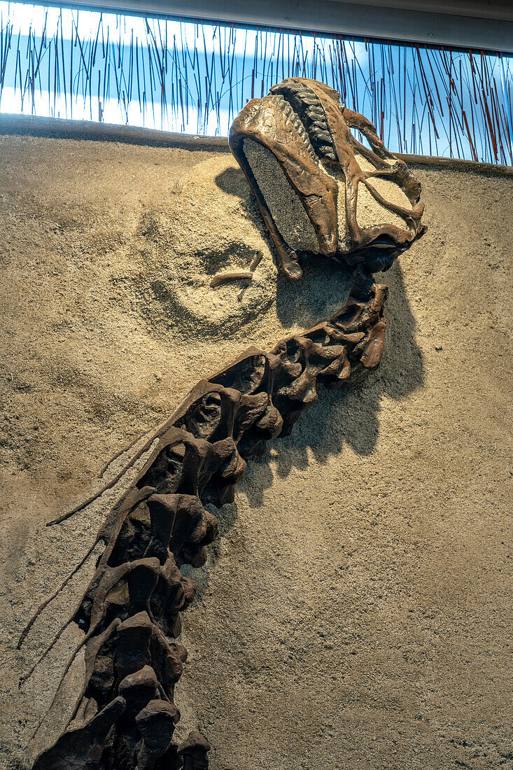 Der versteinerte Schädel und Hals eines jungen Camarasaurus in der Quarry Exhibit Hall des Dinosaur National Monument in Utah. Dies ist das vollständigste Sauropoden-Skelett, das je gefunden wurde.