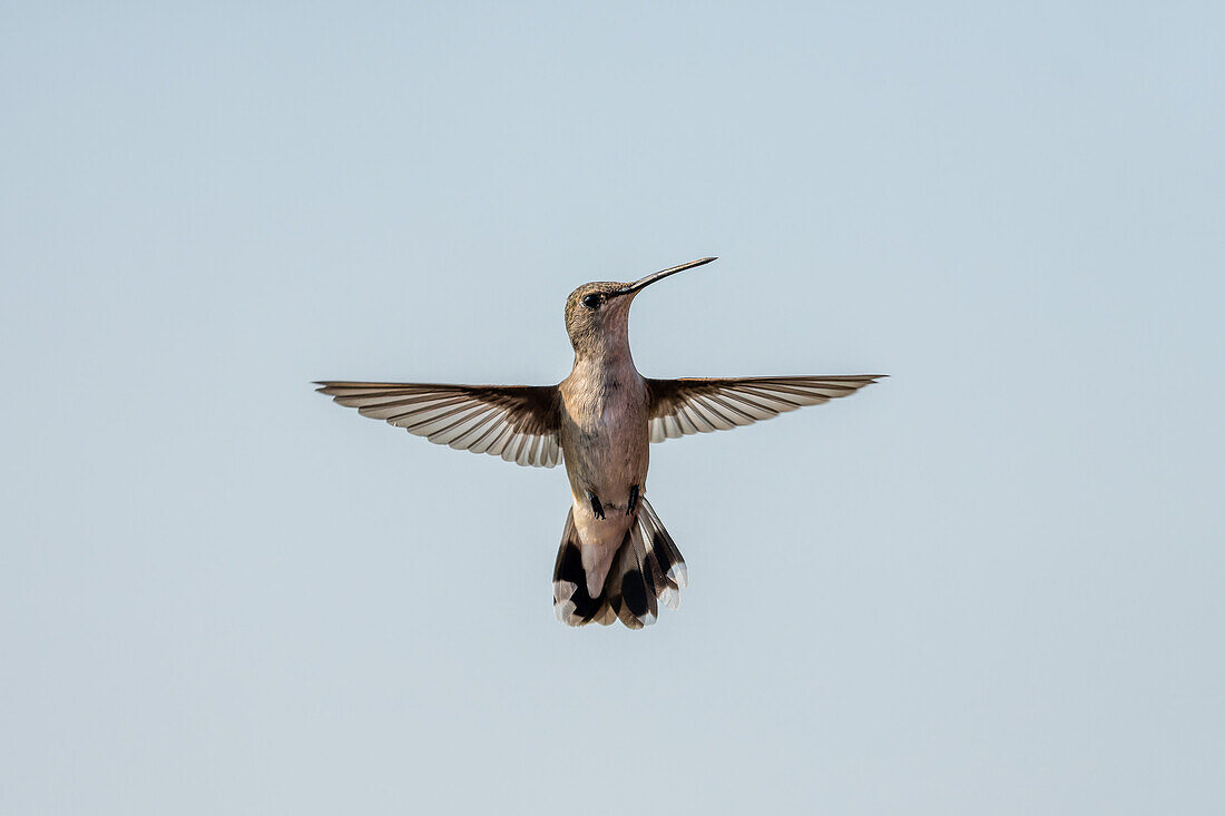 A female Black-chinned Hummingbird, Archilochus alexandri, hovering in flight.