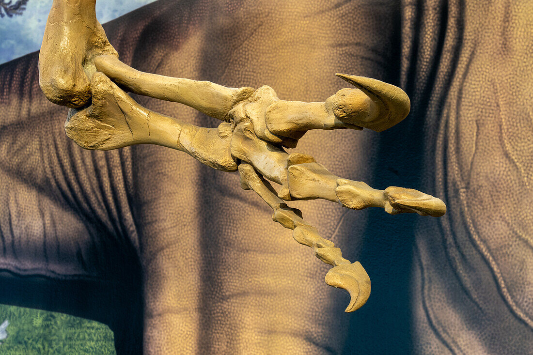 Detail of the claws of an Allosaurus fragilis in the Quarry Exhibit Hall at Dinosaur National Monument in Utah.