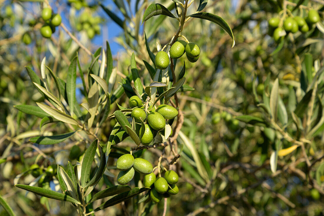 Olives. Pinhel, Portugal.