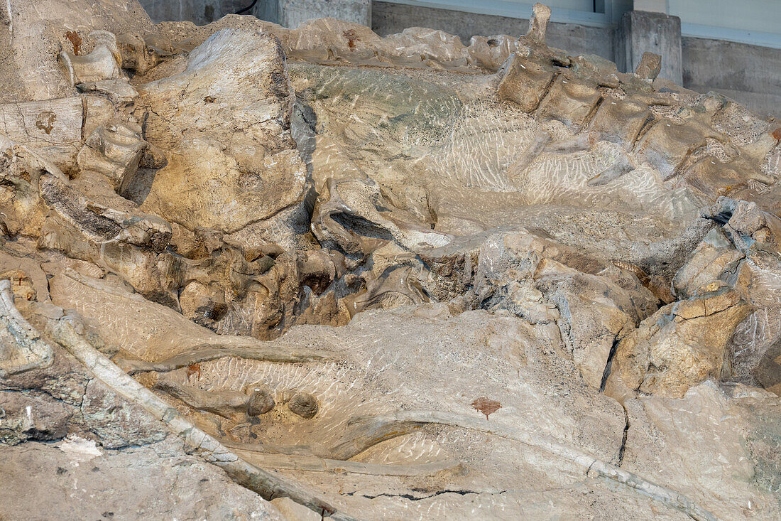 Teilweise ausgegrabene Sauropoden-Knochen an der Wall of Bones in der Quarry Exhibit Hall, Dinosaur National Monument, Utah