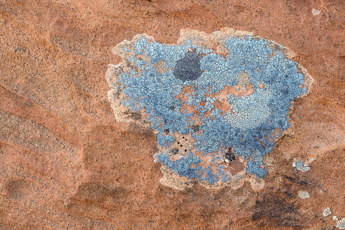 Lichen; Hunts Mesa, Monument Valley Navajo Tribal Park, Arizona.