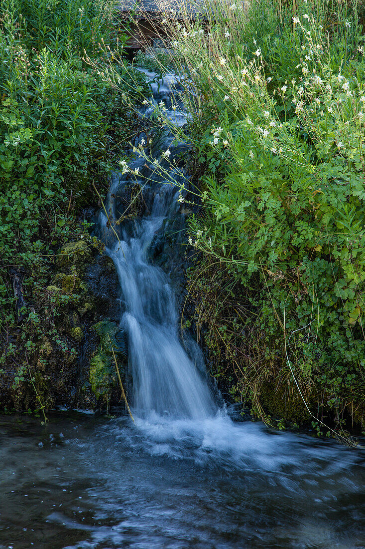 Blühende Wildblumen an den Cascade Springs auf dem Mt. Timpanogos im Uinta National Forest in Utah