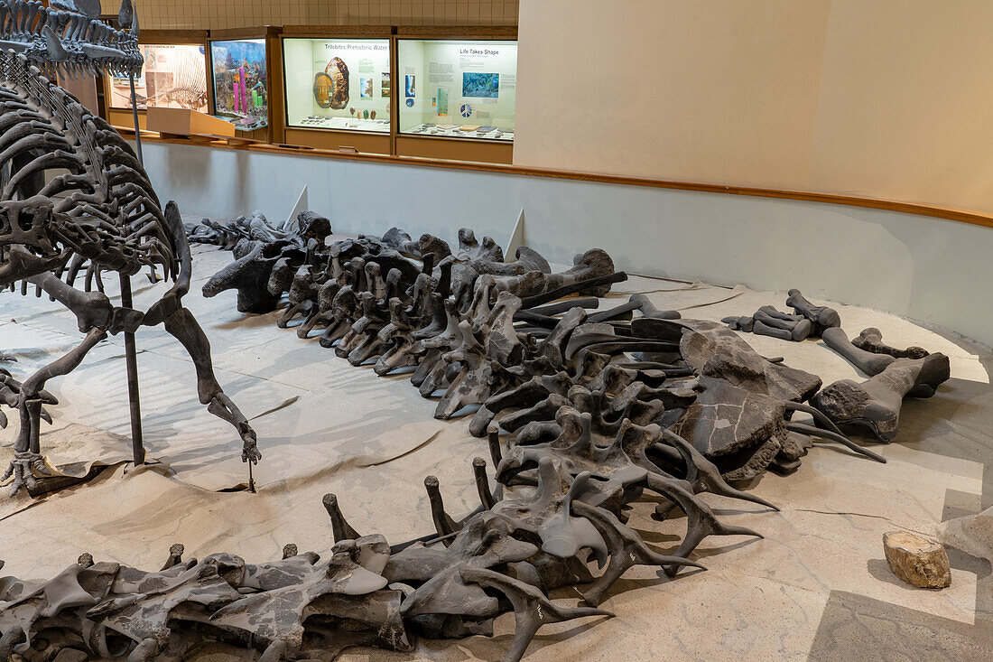 Actual bones of a Camarasaurus skeleton. USU Eastern Prehistoric Museum, Price, Utah.