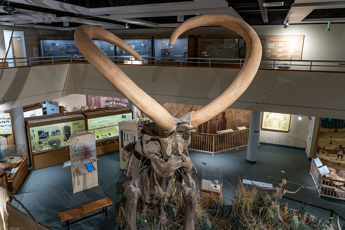 Detail of the tusks & skull of a Columbian Mammoth, Mammuthus columbi, in the USU Eastern Prehistoric Museumin Price, Utah. Known as the Huntington Mammoth where it was discovered in 1988.