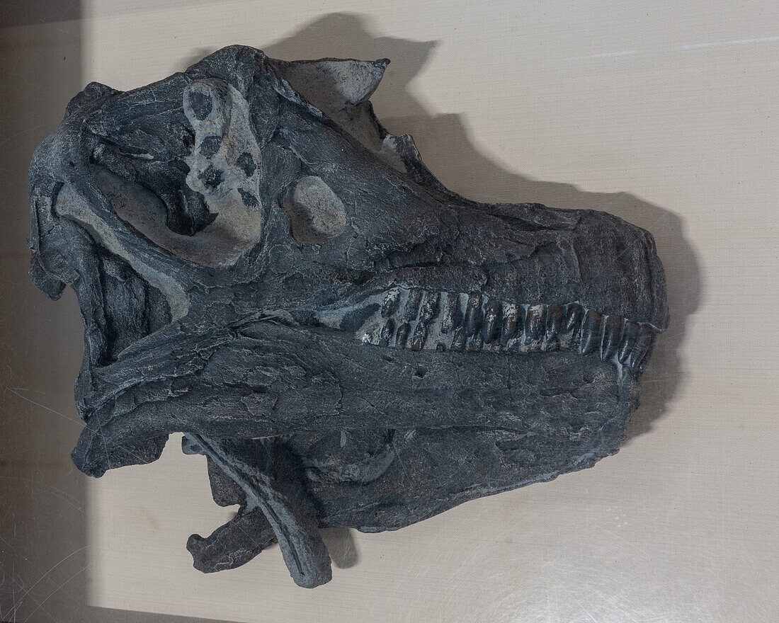 A fossilized skull of an Abydosaurus mcintoshi dinosaur in the Quarry Exhibit Hall of Dinosaur National Monument in Utah.