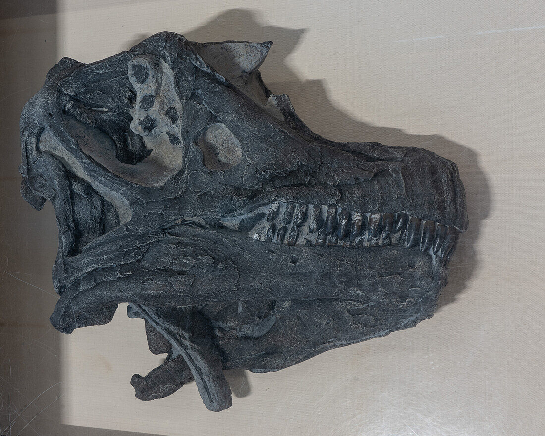 Ein versteinerter Schädel eines Abydosaurus mcintoshi Dinosauriers in der Quarry Exhibit Hall des Dinosaur National Monument in Utah