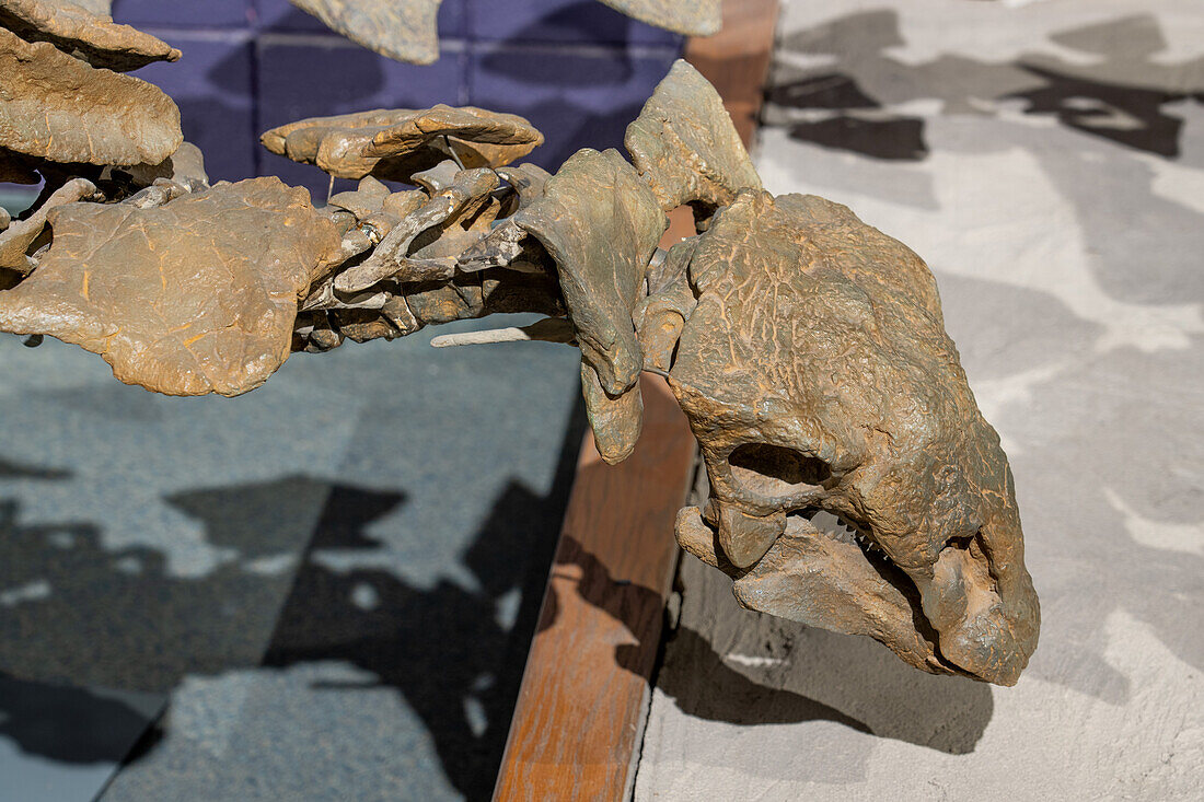 Rekonstruiertes Skelett eines Gastonia burgei, eines gepanzerten Ankylosauriers. Prähistorisches Museum, Price, Utah