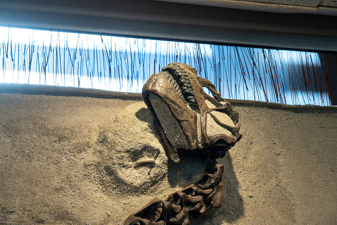 The fossilized skull of a young camarasaurus in the Quarry Exhibit Hall of Dinosaur National Monument in Utah. This is the most complete sauropod skeleton ever found.