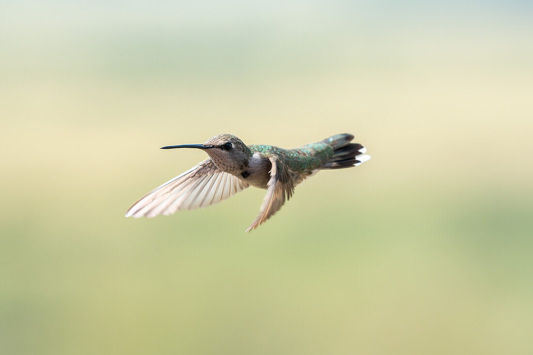 An immature male Black-chinned Hummingbird, Archilochus alexandri, in flight.