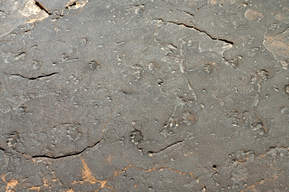Versteinerte Fußabdrücke von kleinen säugetierähnlichen Reptilien im Sandstein. USU Eastern Prehistoric Museum, Price, Utah