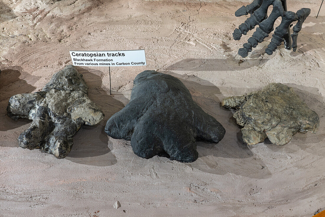 Versteinerte Dinosaurierspuren von Ceratopsia aus einer Kohlenmine im USU Eastern Prehistoric Museum in Price, Utah