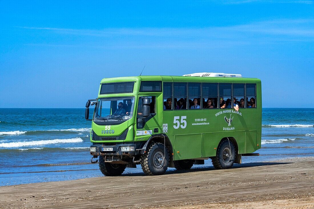 Guided tour visitor bus in Parque Nacional de Doñana National Park, Almonte, Huelva province, Region of Andalusia, Spain, Europe
