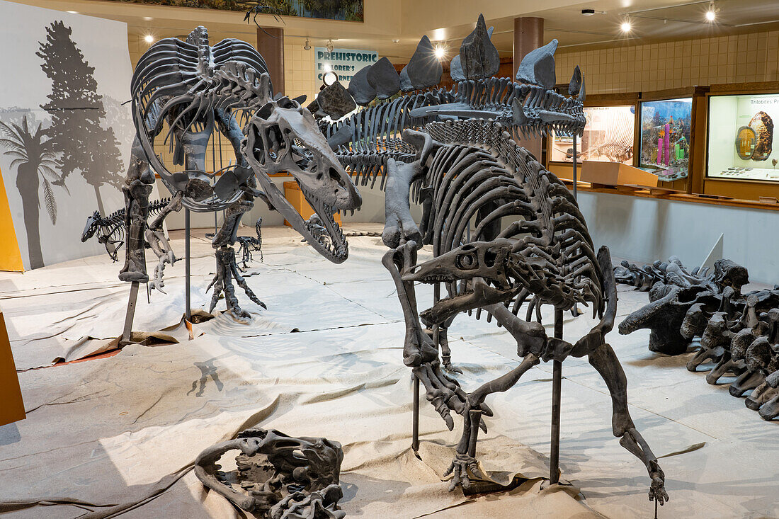 Skeleton cast of an allosaurus, left, chasing a camptosaurus in the USU Eastern Prehistoric Mmuseum in Price, Utah.